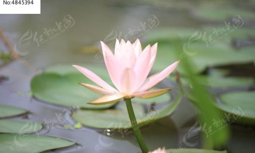 不同头孢的作用与功效一样吗、所有头孢效果都一样吗 -有很多种不同功效的头孢吗网